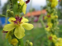 Värikokonaisuudeltaan erikoinen Tumma Tulikukka täyttää tiepenkarettamme.