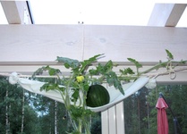 Vesimelooneja viherhuoneessa.