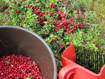 Lähellä on hyvät marjamaat; mustikkaa, puolukkaa, vadelmaa, karpaloita - joinakin vuosina jopa hillaa! 